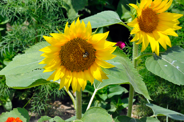 sunflowers and a bee